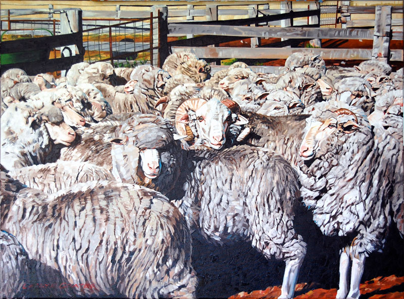 waiting for shearing